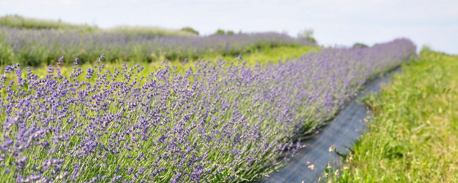 Farm Markets in Niagara-on-the-Lake